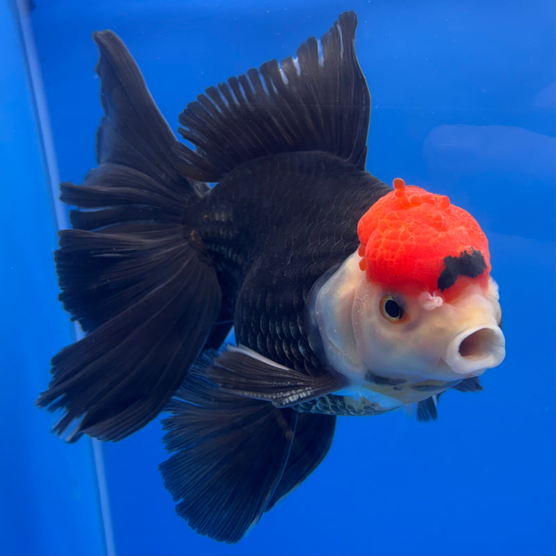 Thai Oranda AA JUMBO Tri-Color 4.5” Body Male(AA-CK-1353)R1BLUETUB3