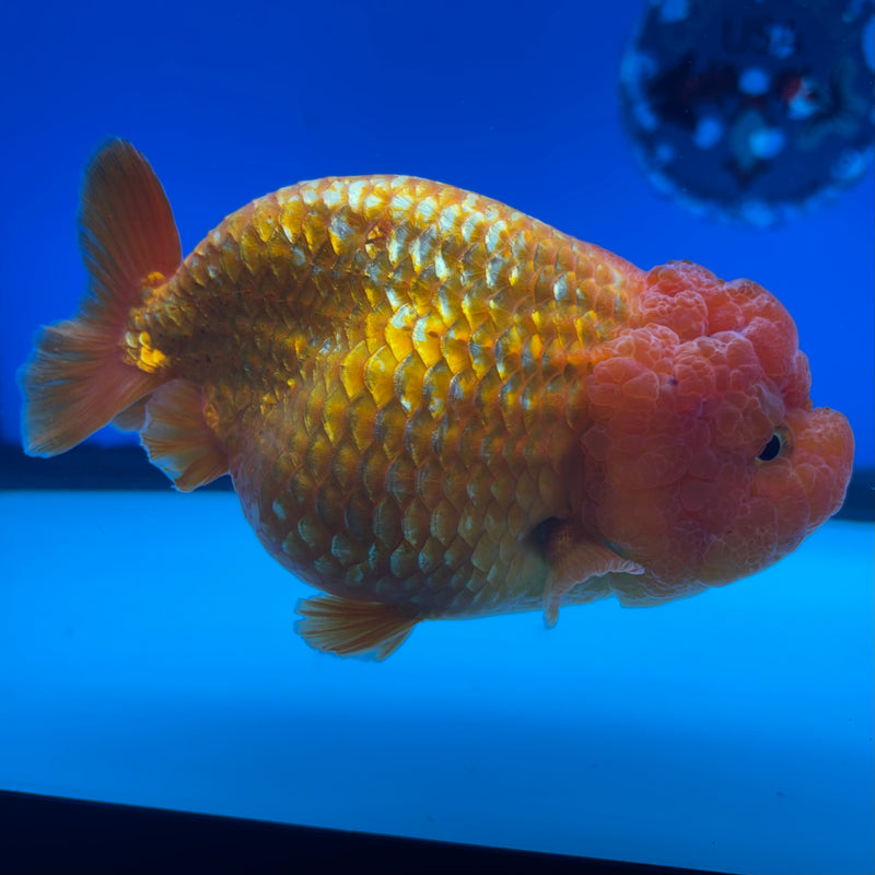 Thai Ranchu JUMBO Full Red 4.5” Body Female(CK-1451)SHOWTANK2