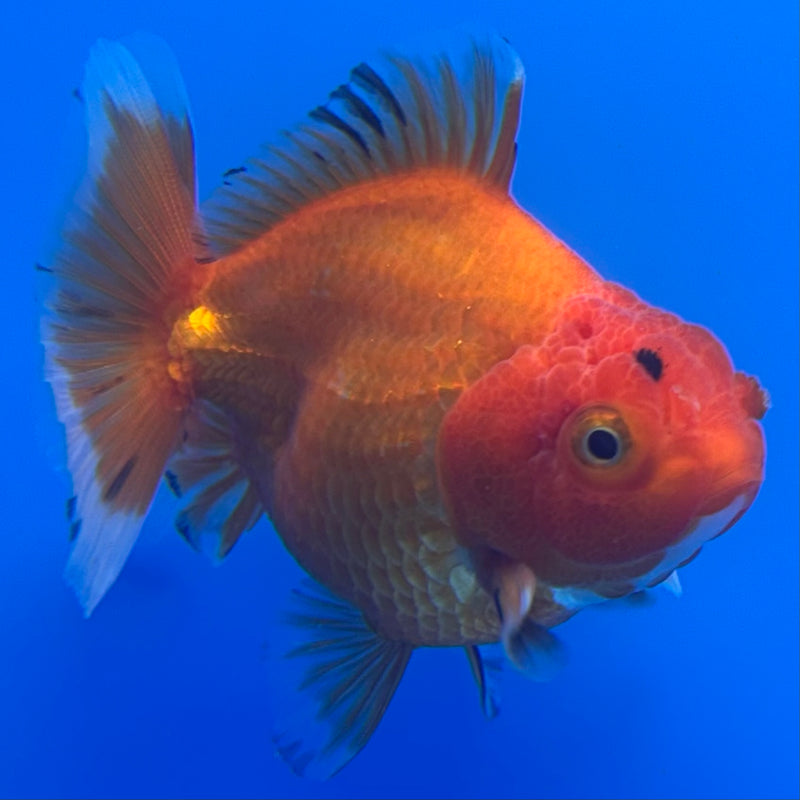 Thai Oranda Full Red Apache 3” Body Male(CK-711)R1A06