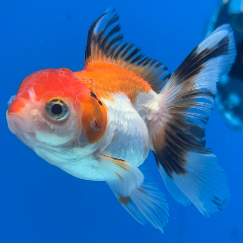 Thai Oranda Tri-Color/Apache 2” Body Female(CK-1284)R3B03