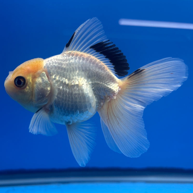 Thai Oranda Lemon Head White Panda 2.5” Body Male(CK-1314)R3B12