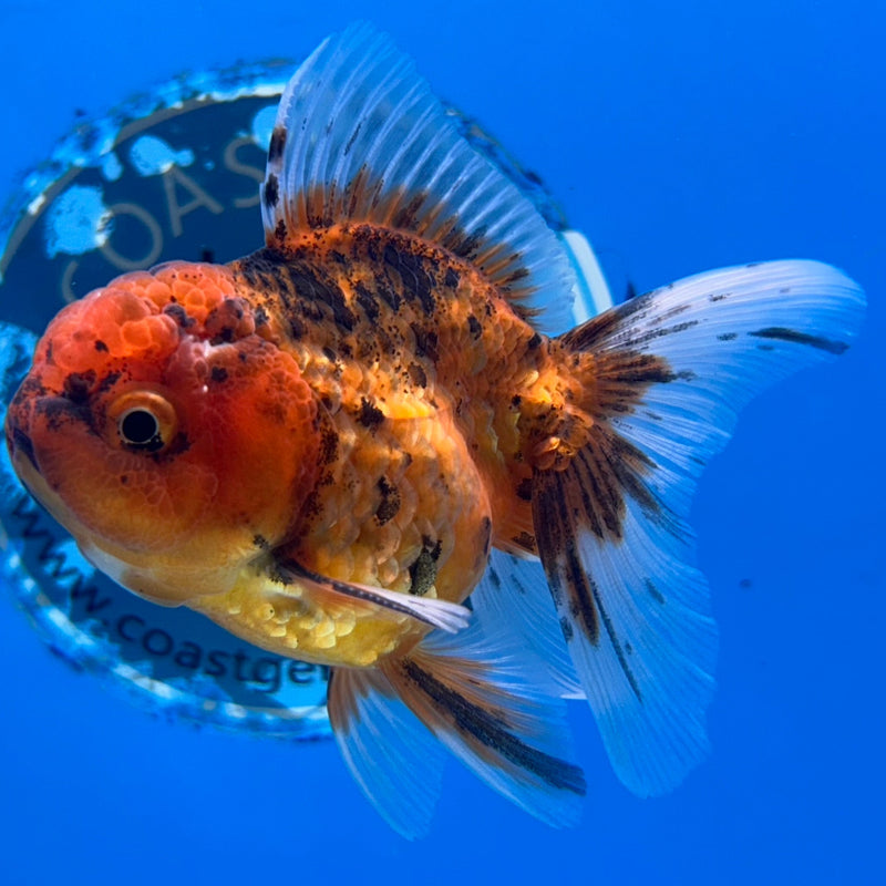 Thai Tiger Oranda 2.5”Body Male (JCD-177)R3B15