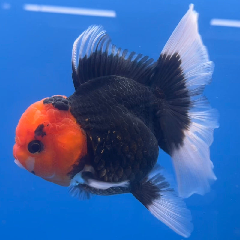 Thai Oranda Black Body Red Cap 3” Body Female(CK-655)R1A12