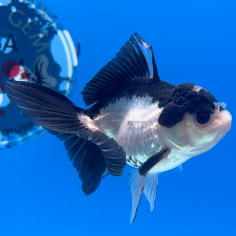 Thai Oranda Panda 2.5” Body Female(CK-1290)R3B02