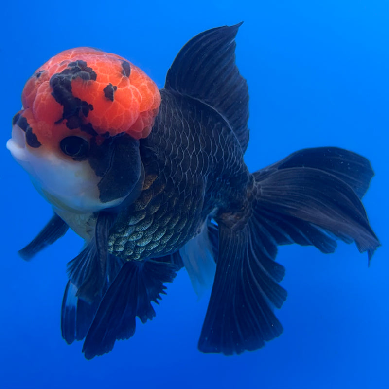 Thai Oranda Tri-Color 3” Body Male(CK-708)R1A05