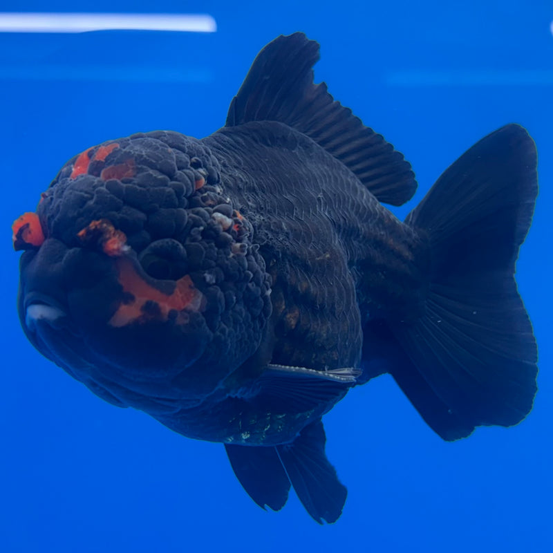 Thai Oranda JUMBO Black Body Red Cap 4” Body Male(QGF-CK-1340)BLUETUB1