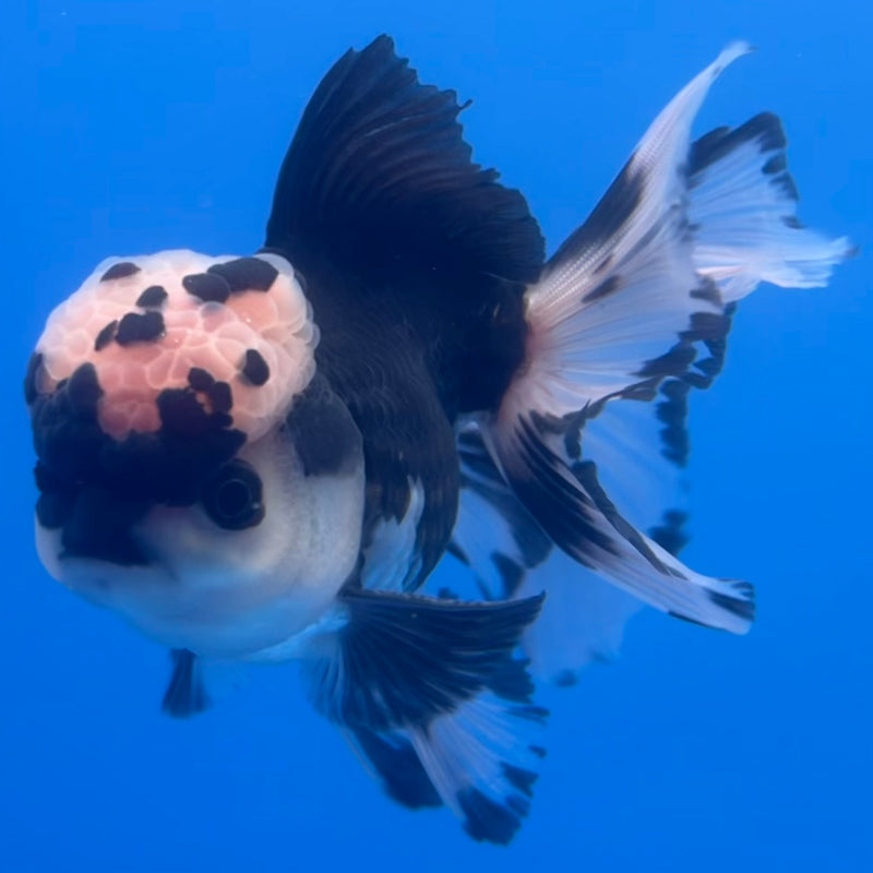 Thai Oranda Panda 3” Body Male(CK-1222)R1A09