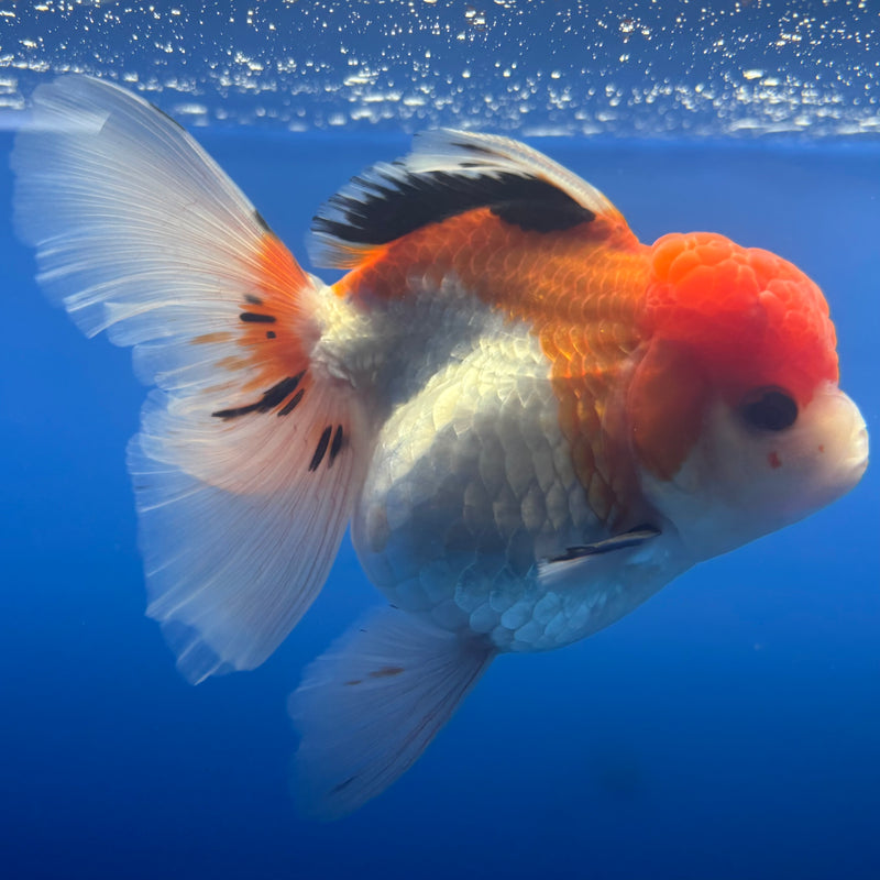 Thai Oranda Apache 3.5” Body Female(CK-792)R1A03