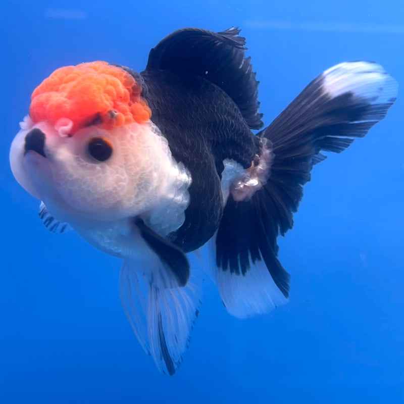 Thai Oranda Tri-Color 3” Body Female(CK-672)R1B08