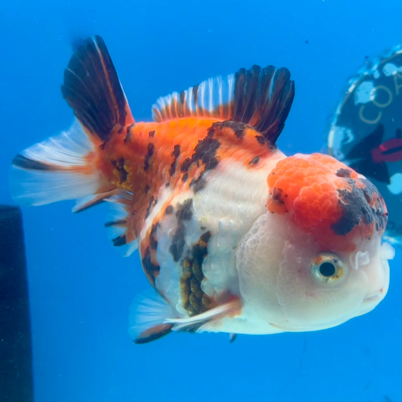 Thai Oranda Tri-Color Calico 4” Body Male(CK-1108)SHOWTANK2