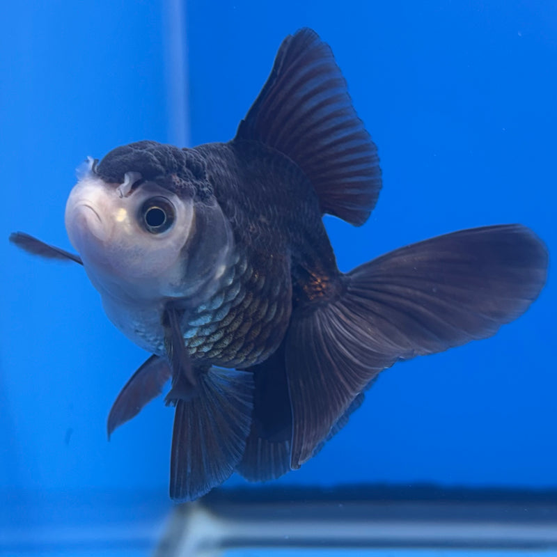 Thai Oranda Panda 2” Body Female(CK-1311)R3B13
