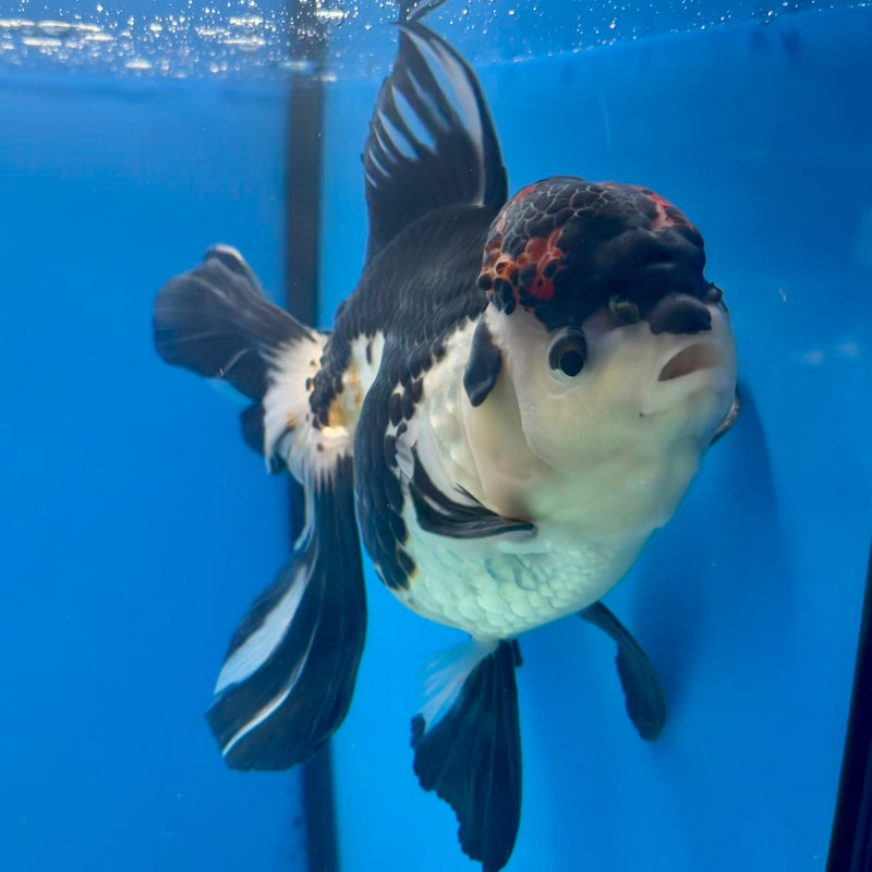 Thai Oranda AA Quality Tri-Color Orchid Tail 5” Body Male(CK-1103)SHOWTANK2