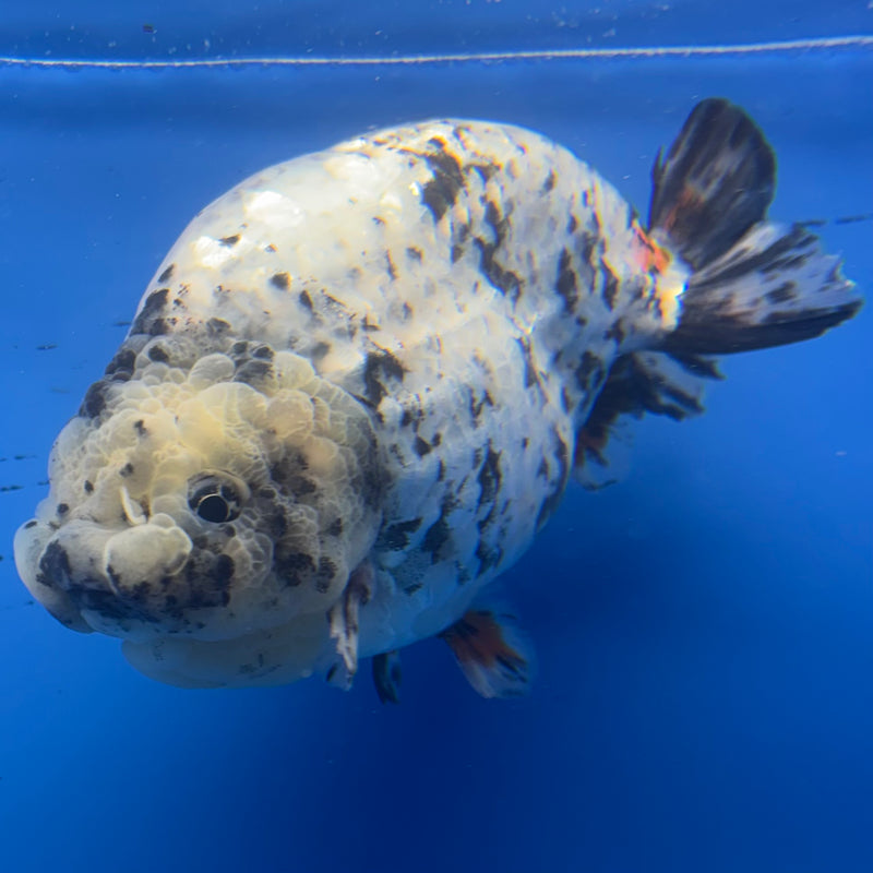 Thai Super Jumbo Calico Ranchu 6” Body Male(CK-CRP-JO1138)