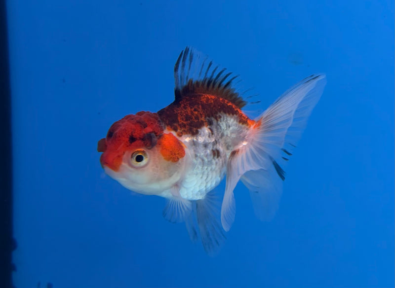 Thai Oranda Tri-Color 2.5” Female (FEB-271)R3A09