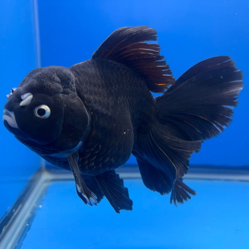 Thai Oranda JUMBO Panda 4.5” Body Male(QGF-CK-1334)BLUETUB1