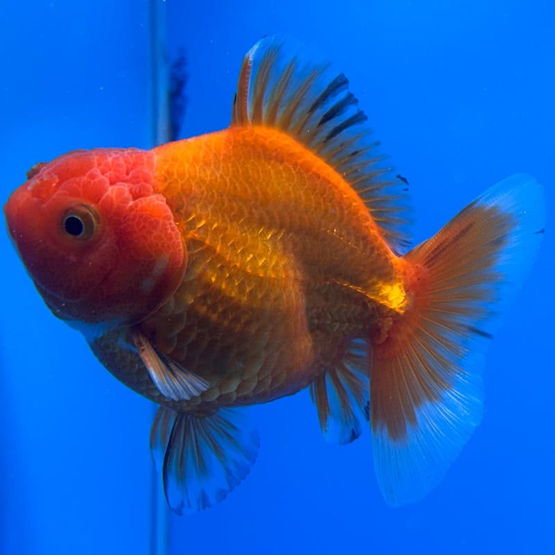 Thai Oranda Full Red Apache 3” Body Male(CK-711)R1A06
