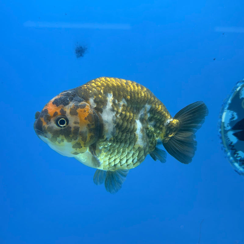 Chinese Ranchu Copper Calico 3.5in Female (FEB-302)R2A05