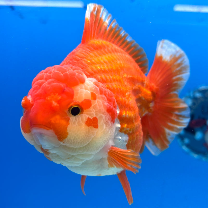 Thai Oranda Red/White 4” Body Male(CK-1446)R1BLUETUB1