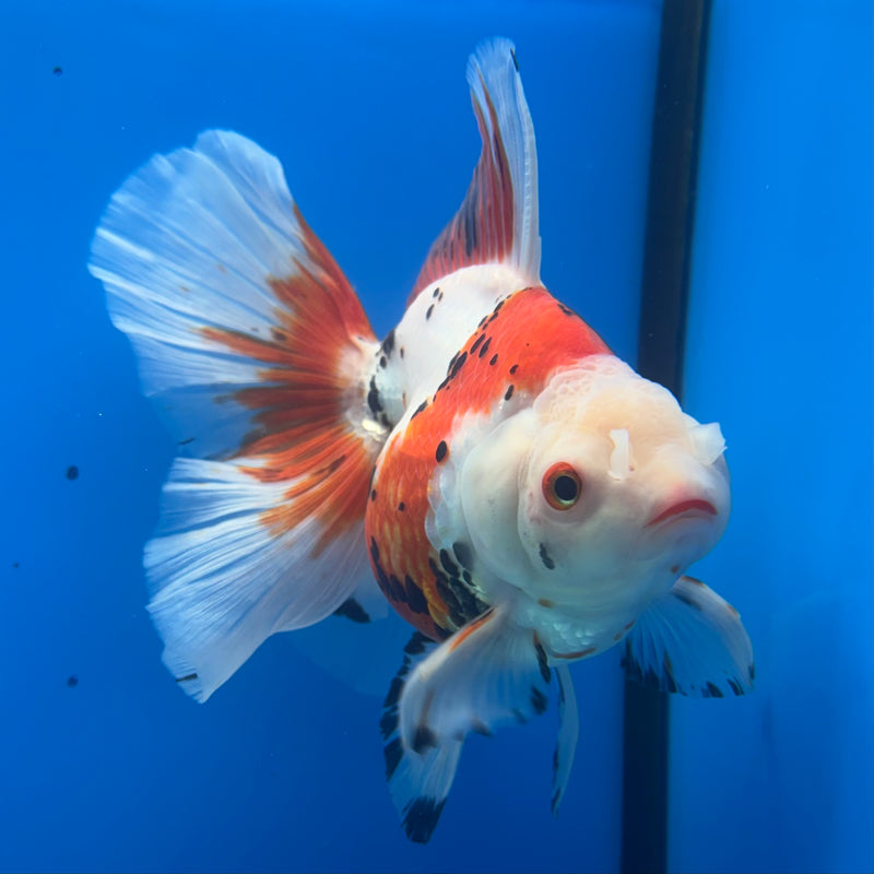 Thai Oranda Orchid Tail Tri-Color/Apache 4” Body Female(CK-1204)SHOWTANK