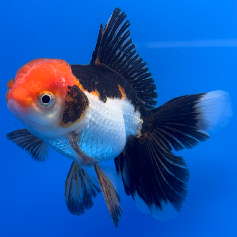Thai Oranda Tri-Color 2.5” Body Male(CK-1306)R3B17