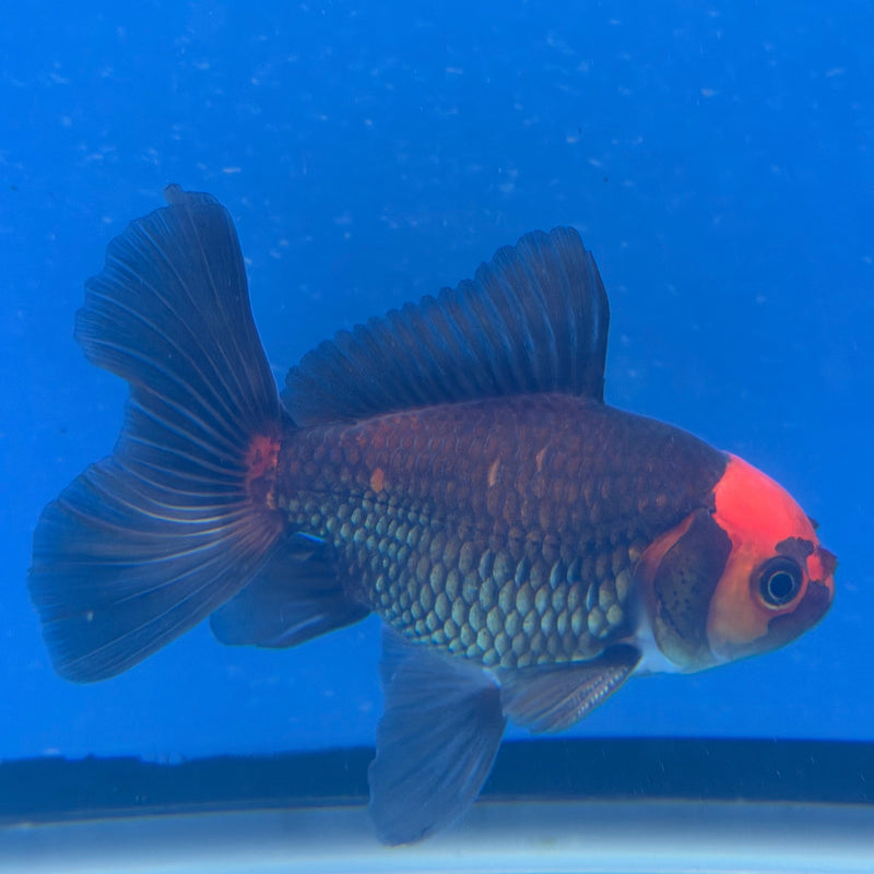 Thai Oranda Apache 2.5” Male (FEB-321)R3B08