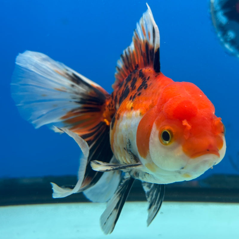 Thai Oranda Apache 3.5” Body Male(CK-1488)R2B19