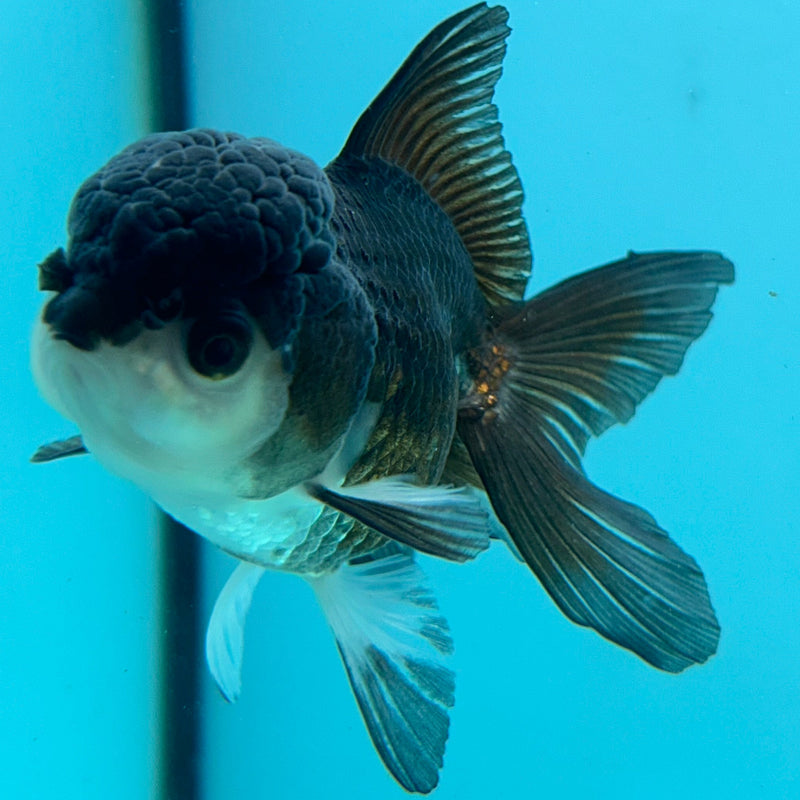 Thai Panda Oranda 2.5“Body Female (JCD-112)R4B05