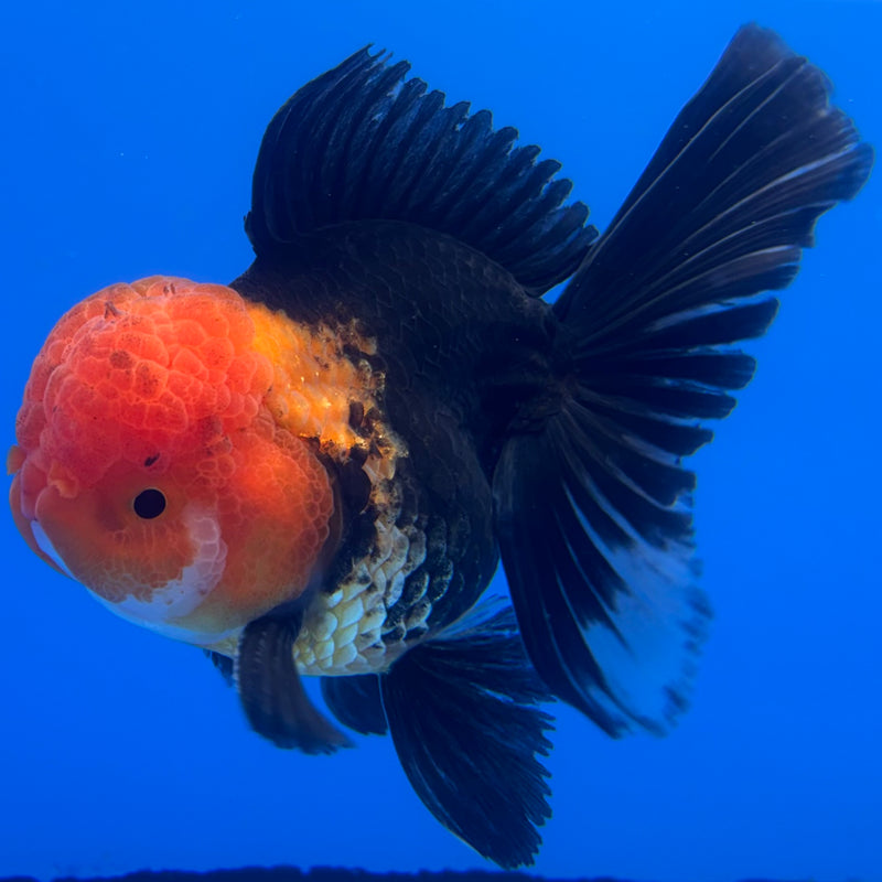 Thai Oranda Apache 3” Body Male(CK-1231)R1A11