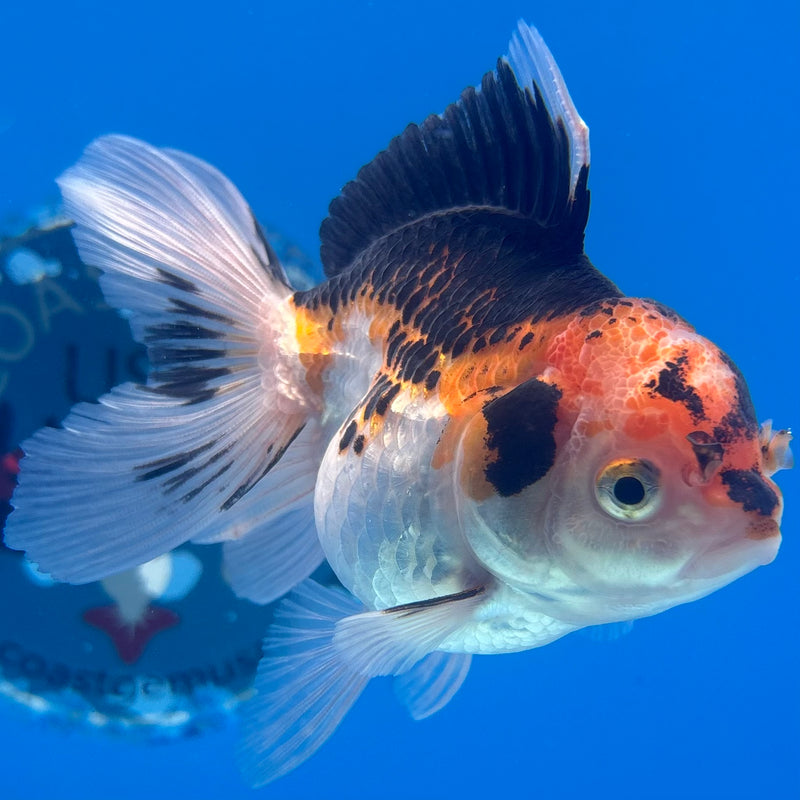 Thai Oranda Apache 2.5” Body Female(CK-903)R3B14