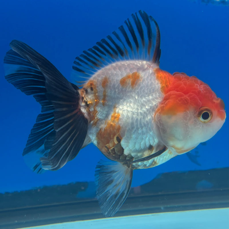 Thai Oranda NOK Apache 2.5” Body Female(NOK-CK-1182)R3B15
