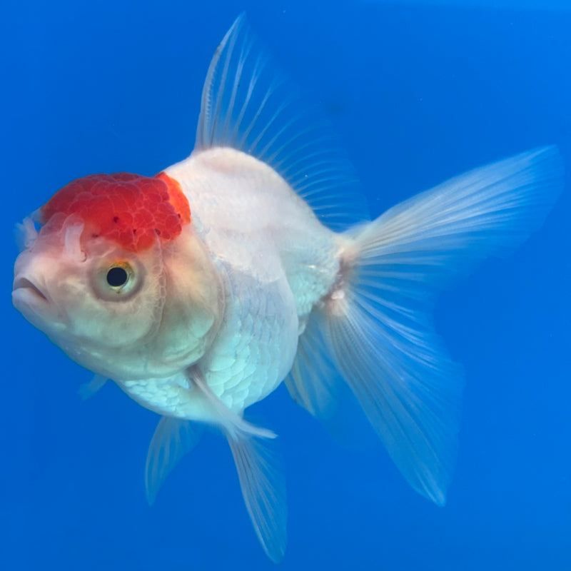 Thai Oranda White Body Red Cap 2.5" Male(CK-1528)R3B13