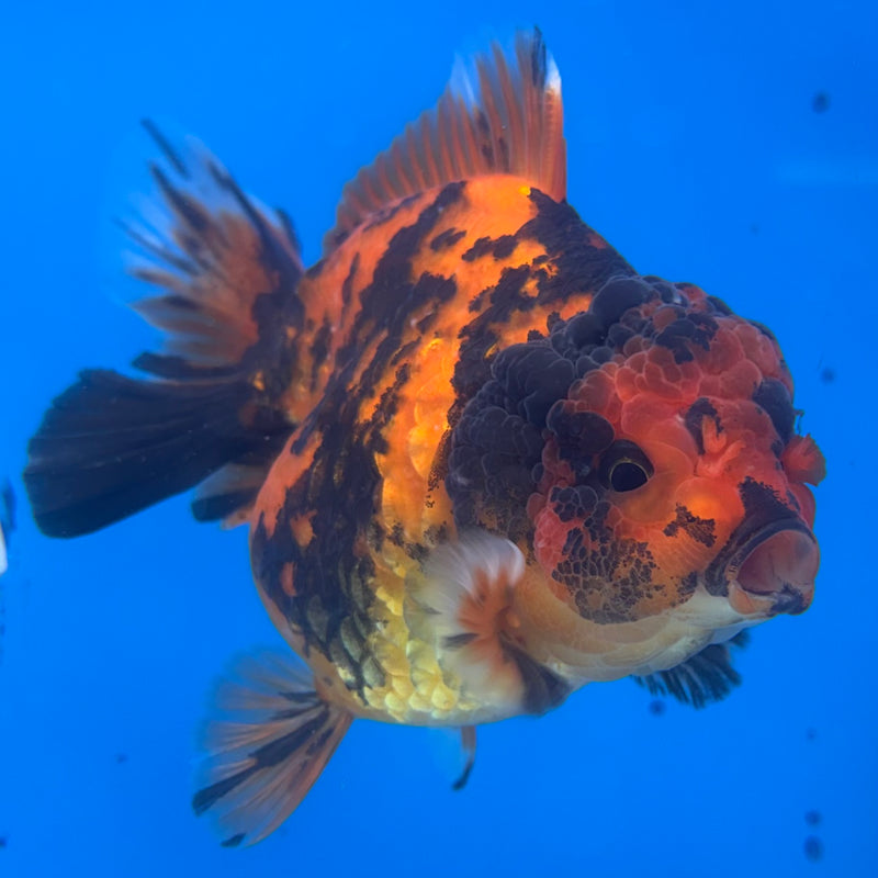 Thai Oranda Calico Tiger 3.5” Body Female(CK-1513)BLUETUB-D