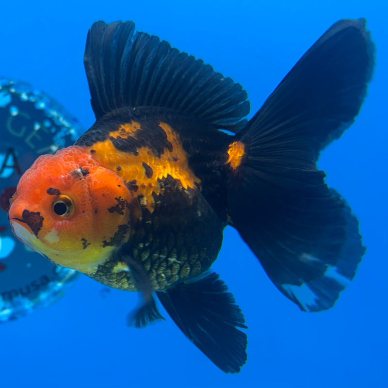 Thai Oranda Apache 3” Body Female(CK-847)R3B19