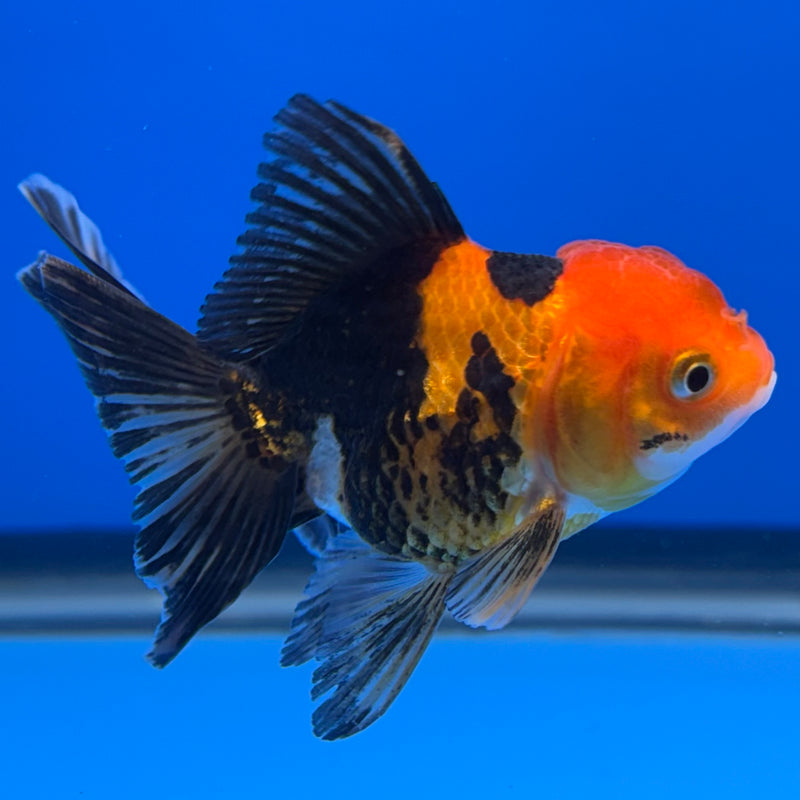 Thai Oranda Apache 2” Body Female(CK-739)R3B21