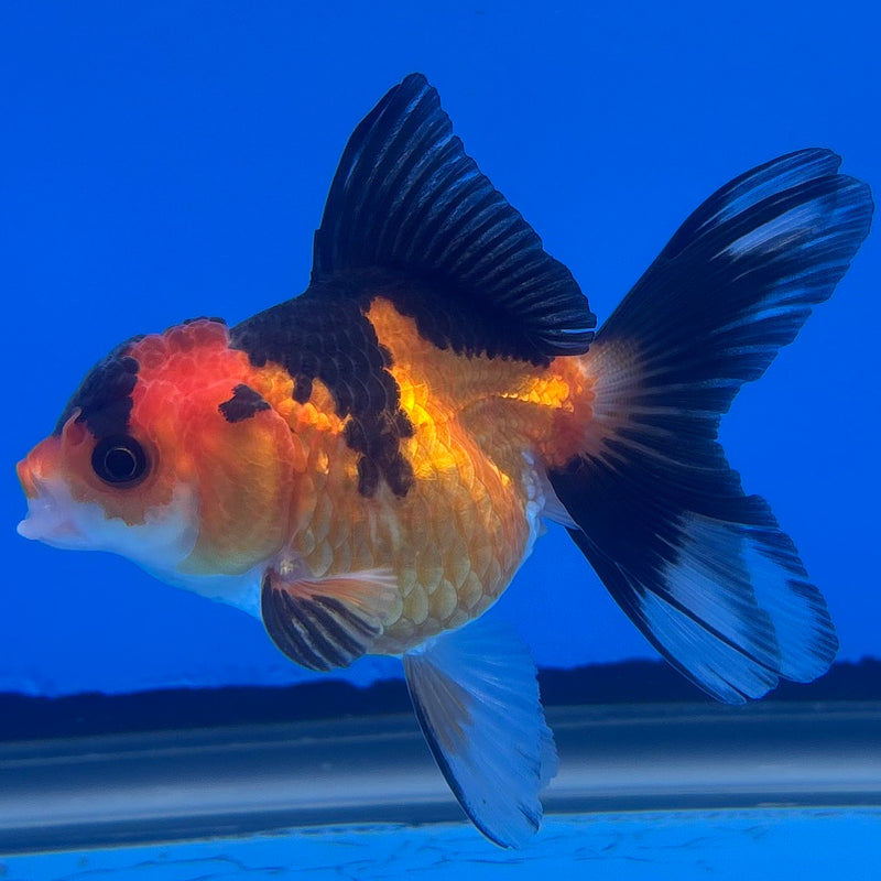 Thai Oranda Apache 2.5” Body Female(CK-1236)R3B12