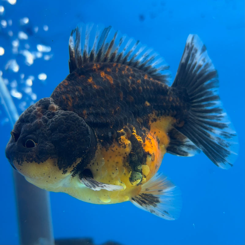 Thai Oranda SHOGUN 3” Body Female(CK-1159)R3A09