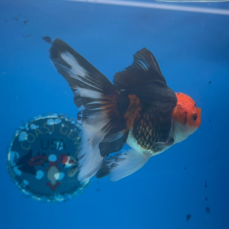 Thai Oranda Apache 3in Female (FEB-293)R2B05