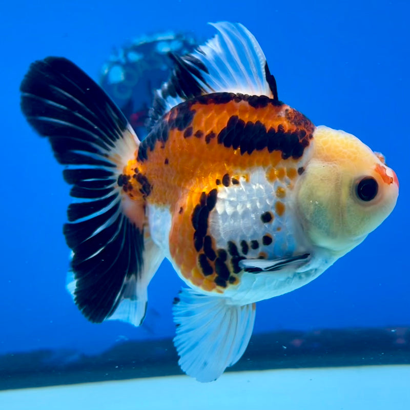 Thai Oranda Lemon Head Apache 3.5” Body Female(CK-1197)SHOWTANK