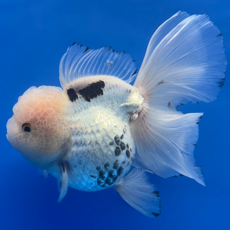 Thai Oranda AA JUMBO Panda 4” Body Female(AA-CK-1358)R1BLUETUB3