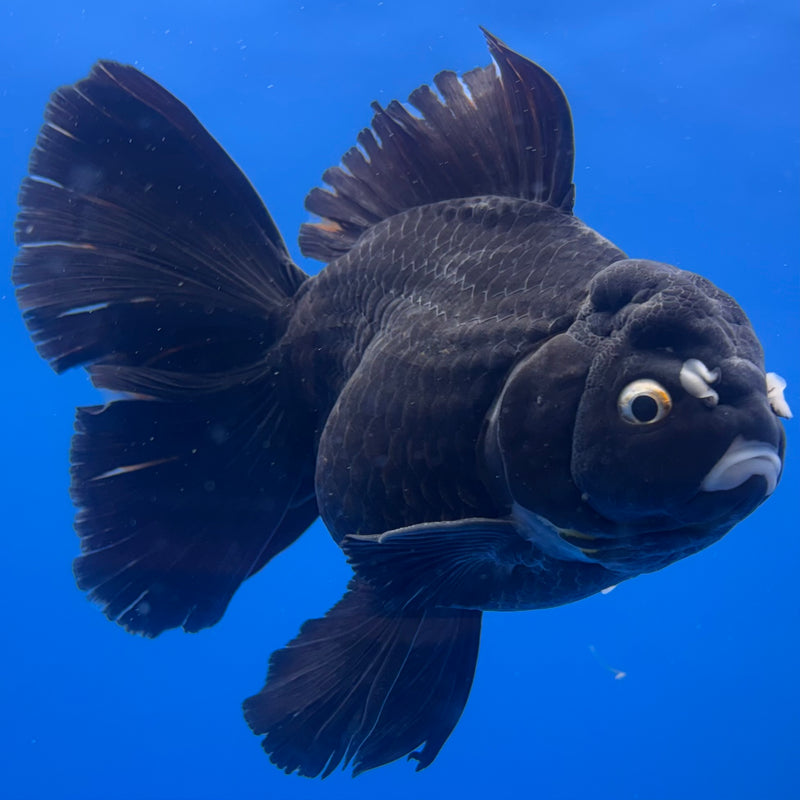 Thai Oranda JUMBO Panda 4.5” Body Male(QGF-CK-1334)BLUETUB1
