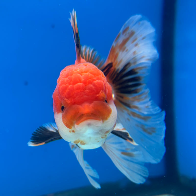 Thai Oranda Tri-Color 3” Body Male(CK-962)R3B12