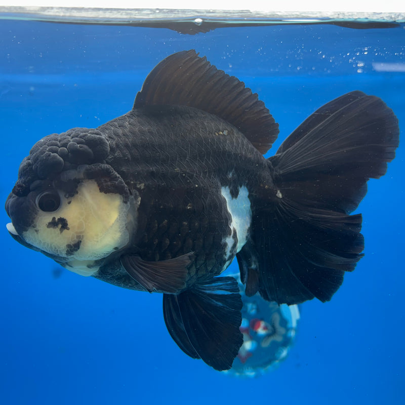 Thai Oranda Panda 4.5” Body Female(CK-1491)R2B20