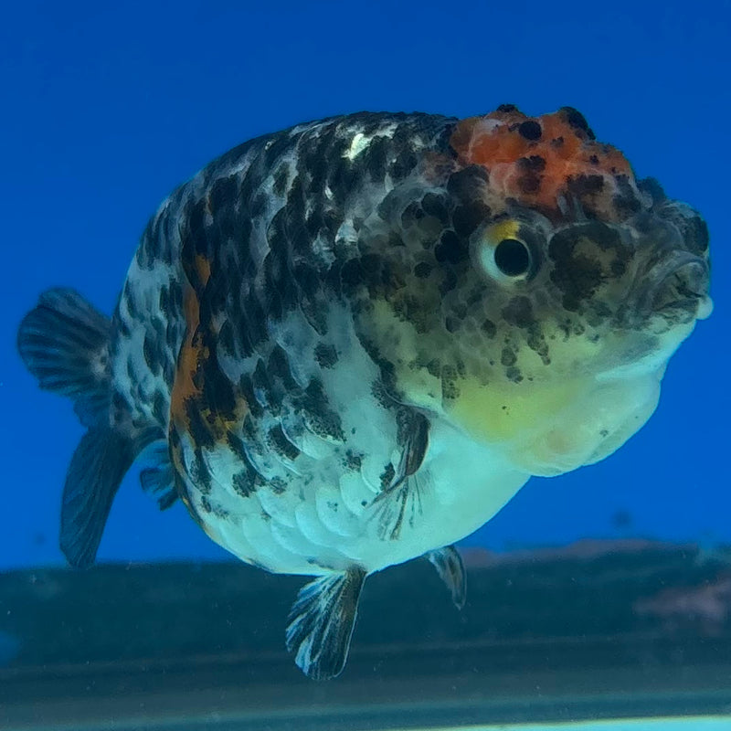 Thai Ranchu Calico 3” Body Female(CK-1390)R1A09