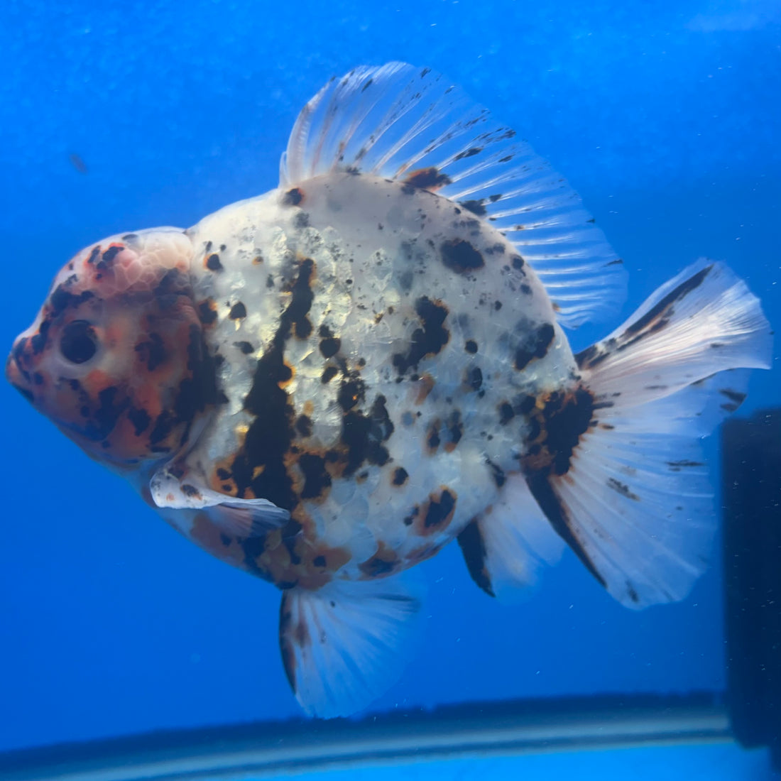 Thai Oranda Tri-Color Tiger 4" Male(NKT-CK-1575)BLUETUB-B