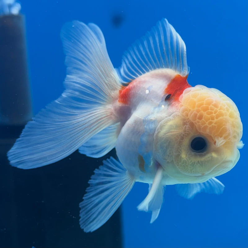 Thai Oranda Lemon Head Tri-Color Calico 2” Body Male(CK-1282)R3B03