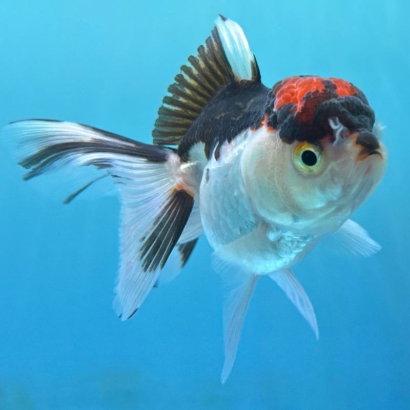 Thai Tri-Color Oranda 2“ Body Female (JCD-141)R4B14