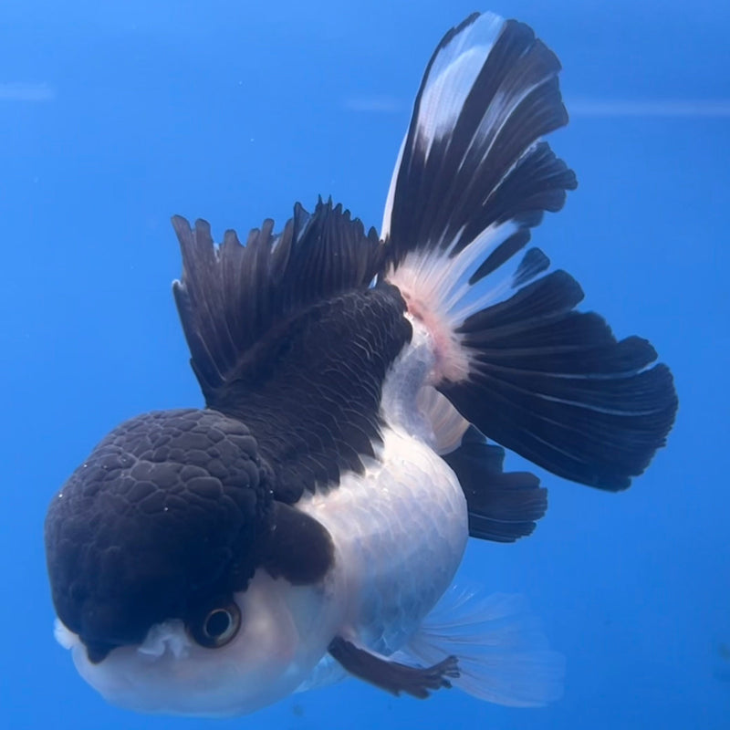 Thai Oranda Panda 3” Body Female(CK-668)R1B08
