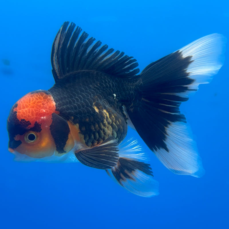 Thai Oranda Apache 3” Body Male(CK-683)R1A09