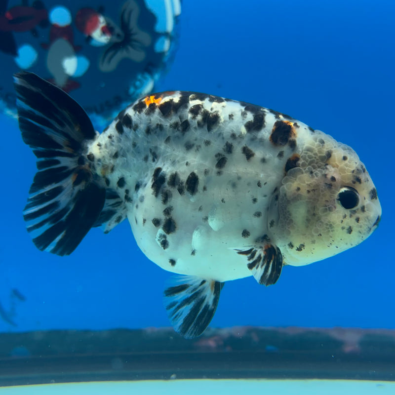 Thai Ranchu Tri-Color Calico 3.5” Body Male(CK-947)R2C03