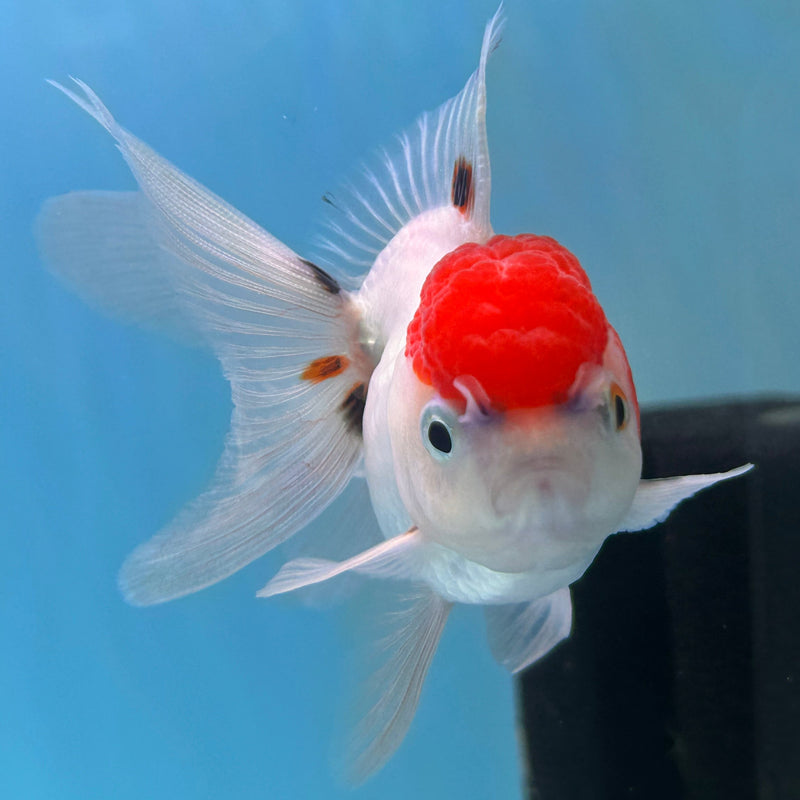 Thai Red-Cap Oranda 2“ Body Female (JCD-128) R4B09